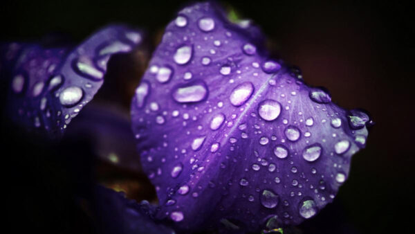 Wallpaper Purple, Background, Black, With, Leaves, Drops, Water