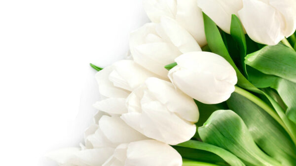 Wallpaper White, Tulip, Flowers, Background