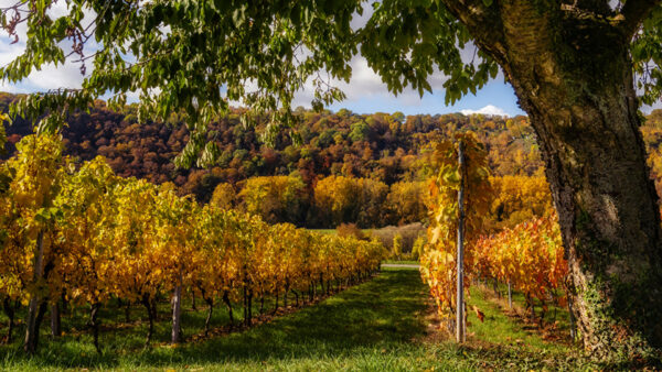 Wallpaper Yellow, Nature, Vineyard, Colorful, Green, Autumn, Trees, Background