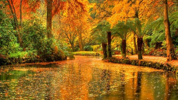 Wallpaper Forest, Reflection, Leaves, Dry, Water, Bushes, Green, Trees, Autumn, Lake