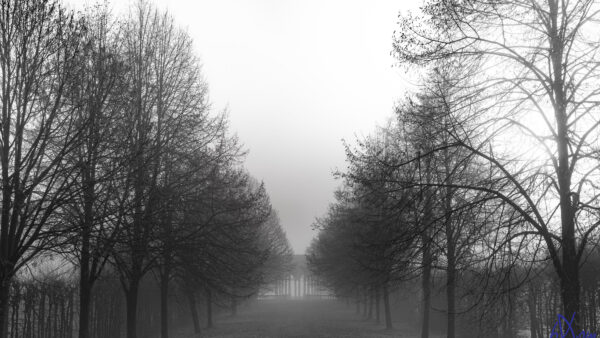 Wallpaper Path, Black, Trees, Park, Sky, Fog, Nature, White, Under, And, With, Image, Desktop, Mobile