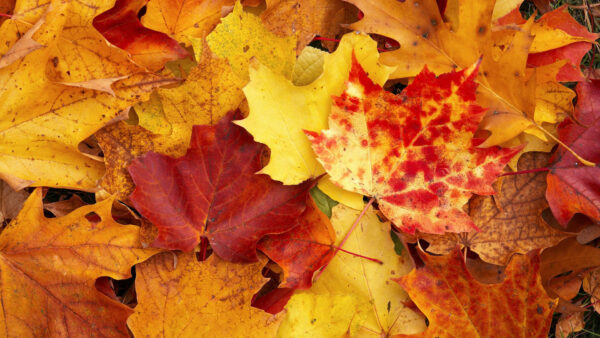 Wallpaper Autumn, Fall, Yellow, Brown, Leaves, Red