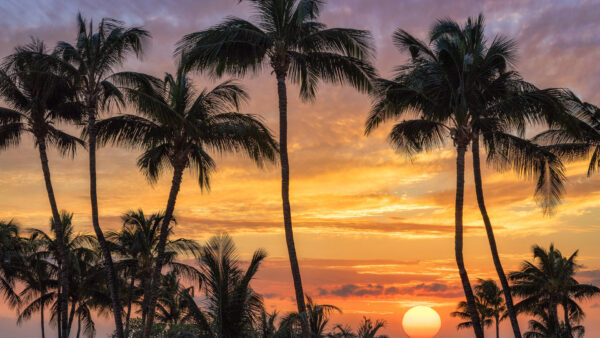 Wallpaper Sunset, Background, Nature, Trees, Palm, During, Silhouette