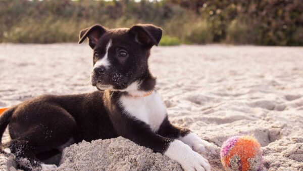 Wallpaper Black, Beach, White, Dog, Sand, Sitting