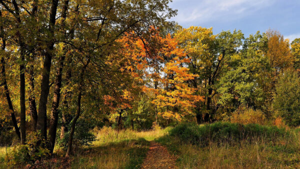 Wallpaper Clouds, Under, White, Green, Blue, Sky, Yellow, Autumn, Orange, Trees, Field, Grass