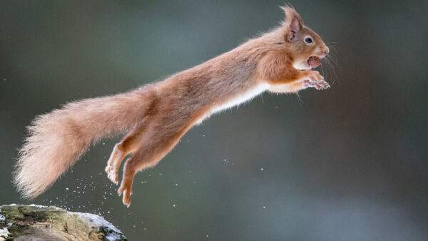 Wallpaper With, Background, Blur, Funny, Mouth, Brown, Jumping, Squirrel, Nuts