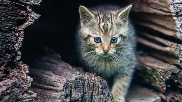 Wallpaper Cat, Standing, Trunk, Cute, View, Between, Wood, Kitten, Closeup