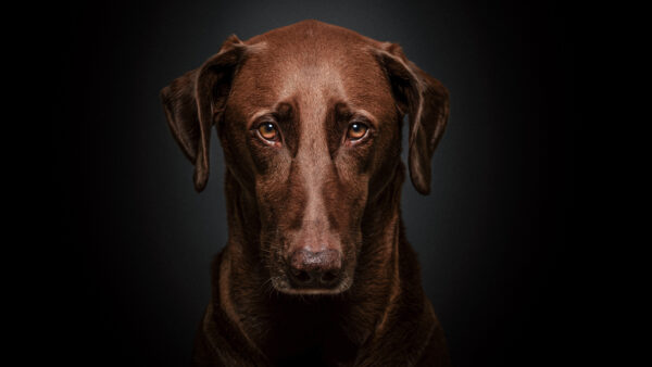 Wallpaper Look, Brown, Dog, Dark, Background, With, Sad