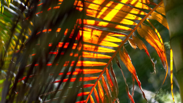 Wallpaper Branches, Palm, Tree, With, Sunlight, Leaves, Nature