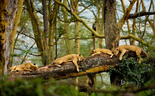 Wallpaper Lions, Sleeping