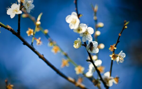 Wallpaper Flowers, White