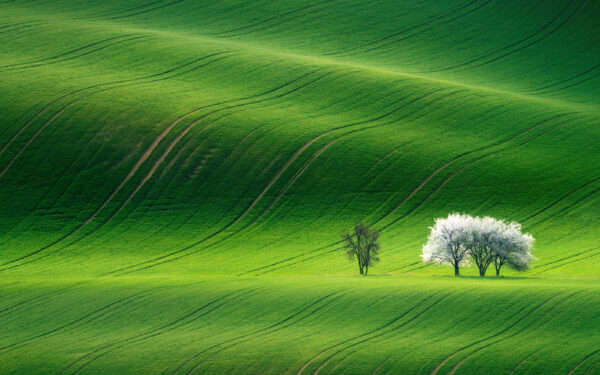 Wallpaper Green, Landscape