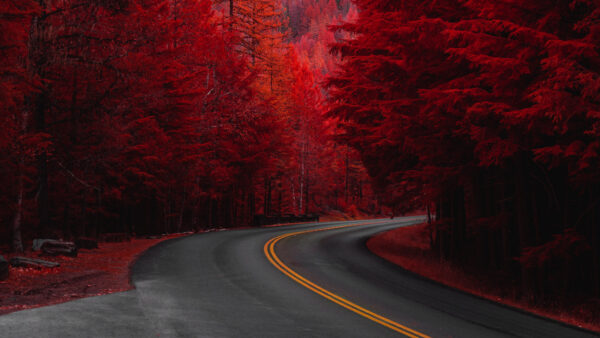 Wallpaper Red, Pine, Trees