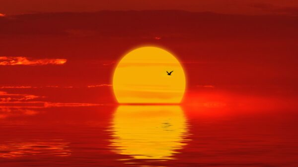 Wallpaper Mobile, Cool, Desktop, Background, 4k, Pc, Sun, Silhouette, Phone, Bird, Sunset, Reflection, Images, Nature