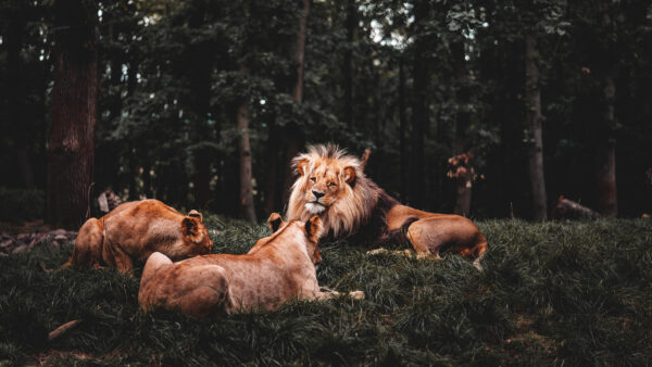 Wallpaper 4k, Animals, Lions, Desktop, Down, Three, Wallpaper, Forest, 5k, Pc, Cool, Images, Background, Lying