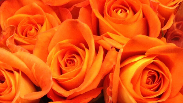 Wallpaper Roses, Orange, Desktop, Aesthetic