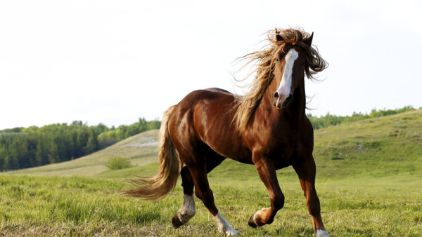 Wallpaper Background, Mobile, Horse, Desktop, Running, Brown, White, Hills, With