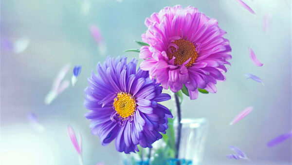 Wallpaper And, Desktop, Purple, Flowers, Pink
