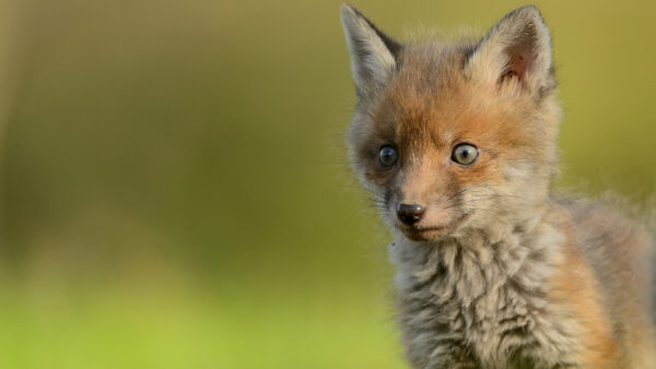 Wallpaper Desktop, Small, Animals, Fox