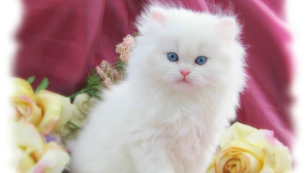 Wallpaper Blue, Cat, Satin, Background, Cloth, White, Cute, Eyes, With, Kitten, Pink
