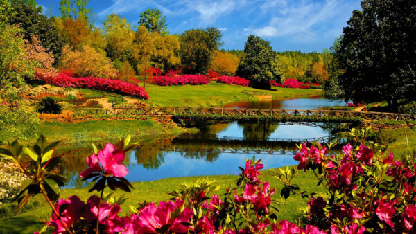 Wallpaper And, Water, Garden, Nature, Desktop, Covered, Flowers, Wooden, Trees, Above, Between, Bridge