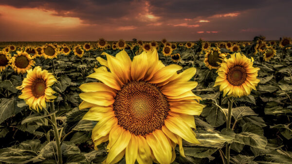 Wallpaper Wide, Flowers, Dark, Sunflowers, Cloudy, Sky, Background, Field, Desktop