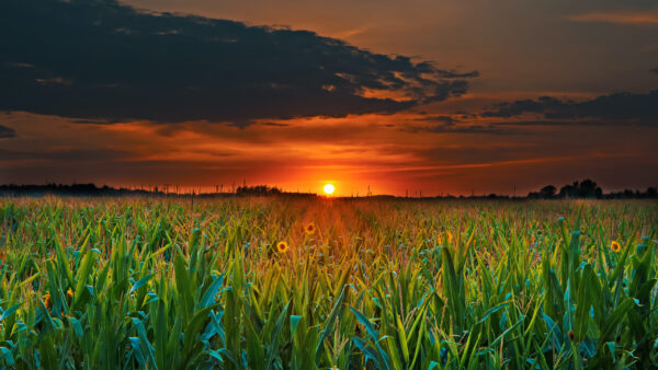 Wallpaper Sunset, Paddy, Cloudy, Black, Sky, Field, During, Under, Nature