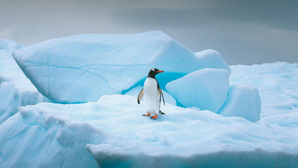 Wallpaper Animals, Desktop, Ice, Island, Penguin
