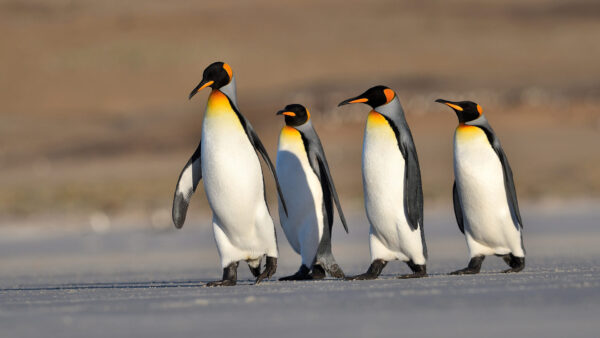 Wallpaper Penguins, Birds, Four, Desktop