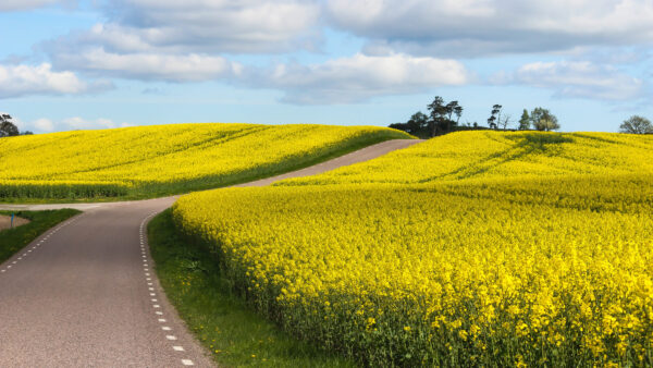 Wallpaper Field, Mobile, Desktop, Yellow, Road, Between, Rapeseed, Flowers