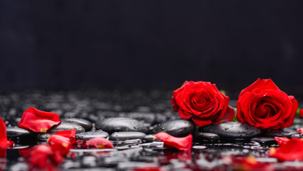 Wallpaper Background, Black, Petals, Beautiful, Water, Rose, Mobile, Red, Flowers, Reflection, Roses, Desktop