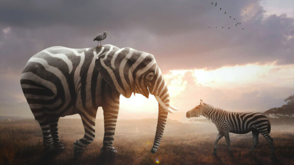 Wallpaper Zebraw, Dry, Are, Grass, And, Sunrays, Animals, Standing, Background, Elephant