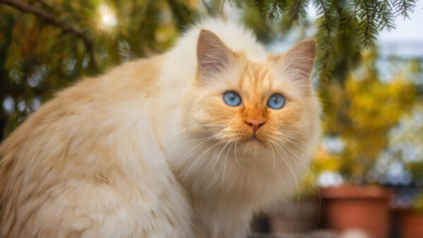 Wallpaper Eyes, Plants, Shallow, Gray, And, Desktop, With, Background, Pot, Mobile, Cat