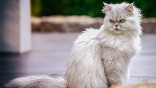 Wallpaper Green, Ground, Angry, Background, Blur, Face, Sitting, Desktop, White, Cat