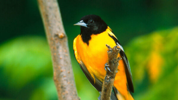 Wallpaper Green, Background, Bird, Yellow, Birds, Tree, Standing, Black, Branch, Blur