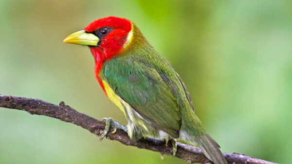 Wallpaper Yellow, Green, Red, Tree, Background, Standing, Blur, Birds, Stalk, Bird