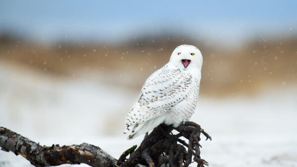 Wallpaper Birds, Desktop, Blur, Background, With, Owl, White