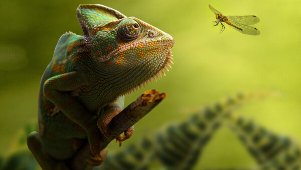 Wallpaper Background, Green, Stick, Chameleon, Animal, Blur