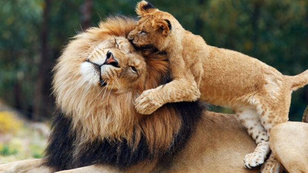 Wallpaper Playing, Lion, With, Cub, Big, Desktop