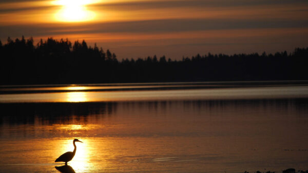 Wallpaper Water, Sunset, Desktop, During, Bird, Heron, Birds