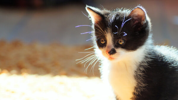 Wallpaper Brown, Desktop, White, Kitten, Black, And, With, Eyes