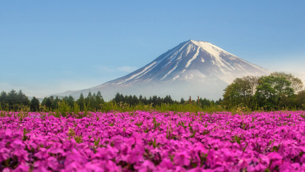 Wallpaper Desktop, Flowes, Mountain, Sky, Background, Blue, With, Pink, And