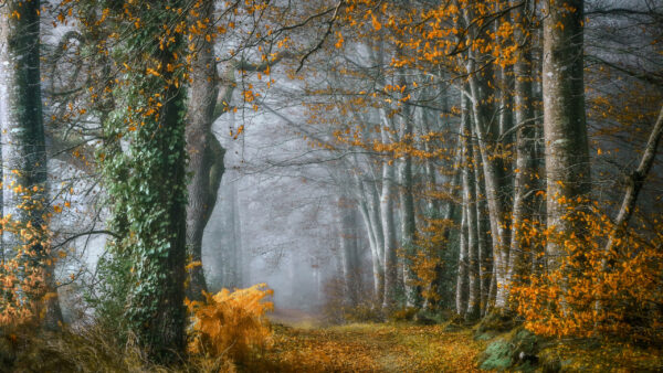 Wallpaper Leaves, Season, Fall, With, Forest, Desktop, Nature, Path