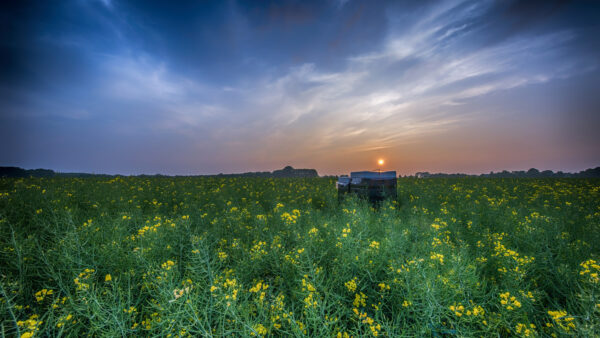 Wallpaper Desktop, Yellow, Sunset, Flowers, Spring, During, Rapeseed, Field, Mobile