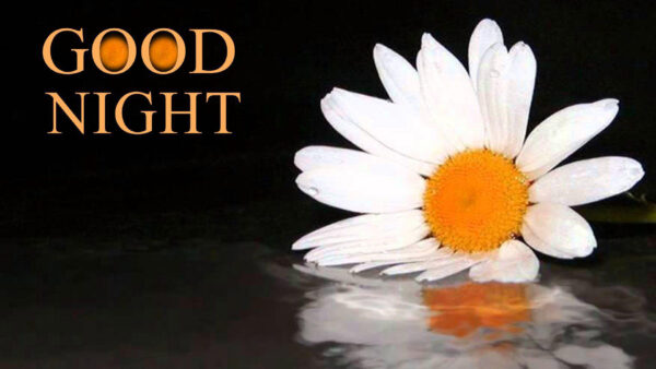 Wallpaper White, Night, With, Word, Flower, Good