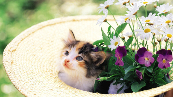 Wallpaper With, Purple, Cat, Kitten, Brown, Cap, Black, Inside, Sitting, White, Flowers