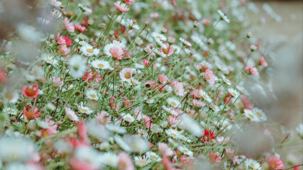 Wallpaper Daisies, Flowers, Flowerbed, Colorful, Spring