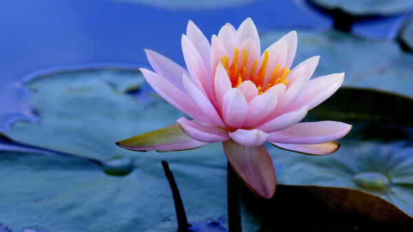 Wallpaper Pink, Water, Leaves, Flowers, Green, Lily, Flower