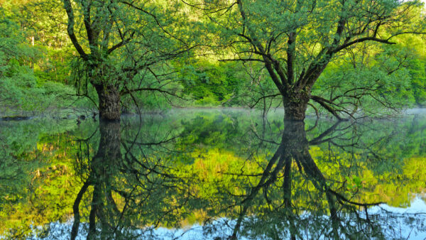 Wallpaper Desktop, Green, Mobile, Trees, Sunlight, Nature, Background, Branches, Reflection, Leaves, Water
