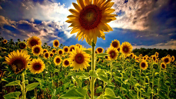 Wallpaper Plants, Background, Sunflower, White, Sunrise, Sky, Sunflowers, Blue, Leaves, Green, Clouds, During